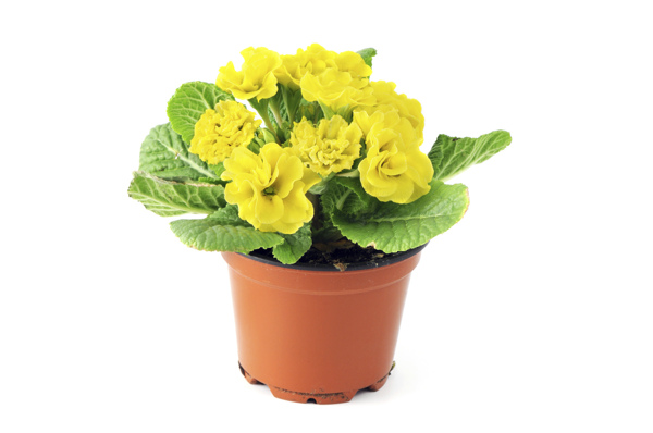 Yellow primrose