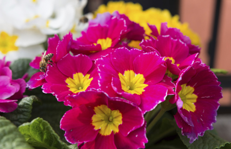 Polyanthus primrose