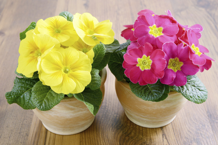 Primrose plants