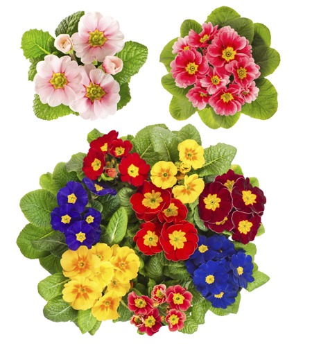 Colorful primroses