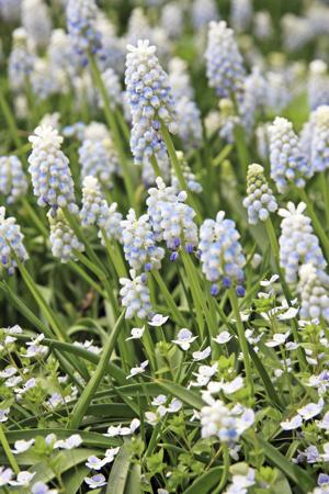 White grape muscari