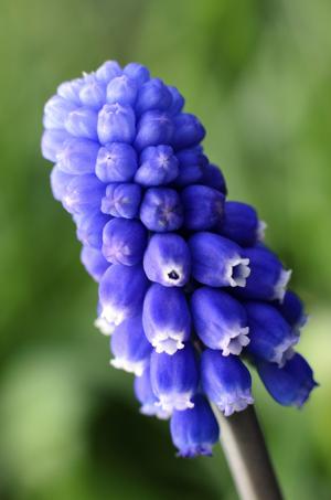 Blue grapes muscari