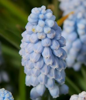 Blue grape muscari