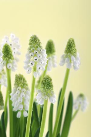 Green white muscari