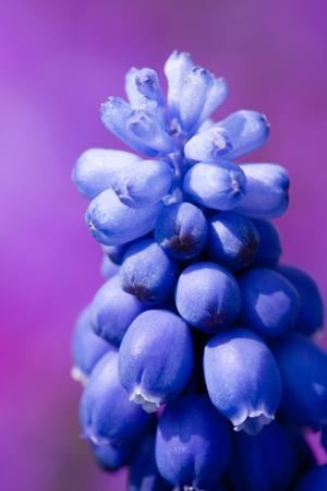 Grape muscari