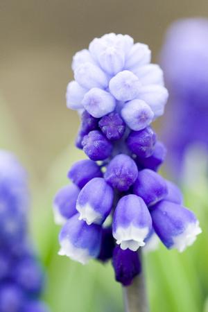 Head white blue muscari