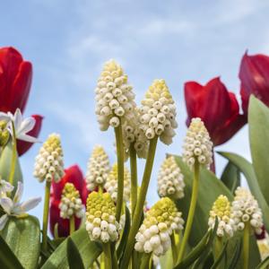 red tulip with white muscari