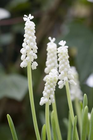 White grape flower