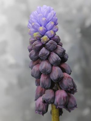 Dark violet muscari