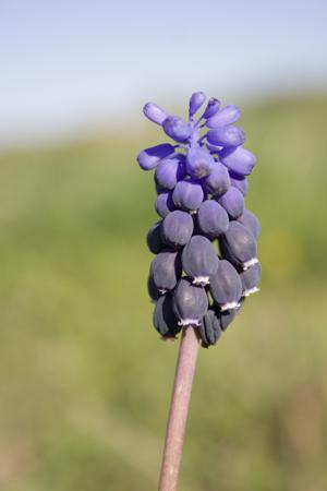 Violet muscari