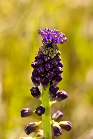 Purple muscari