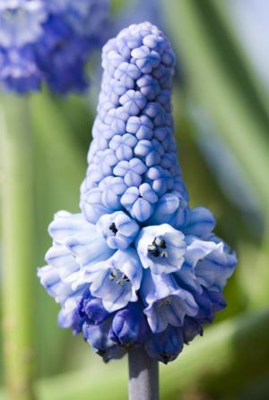 Blue white muscari