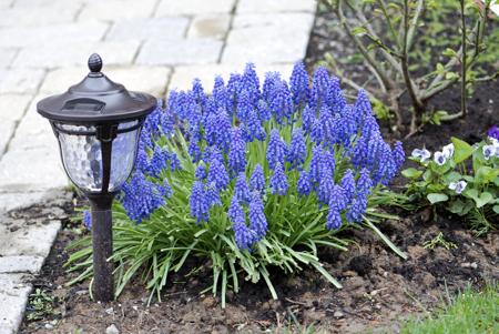 Blue muscari with lamp