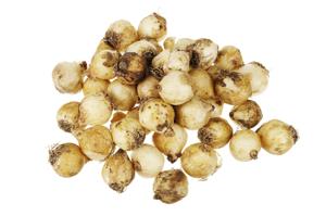 White grape bulbs