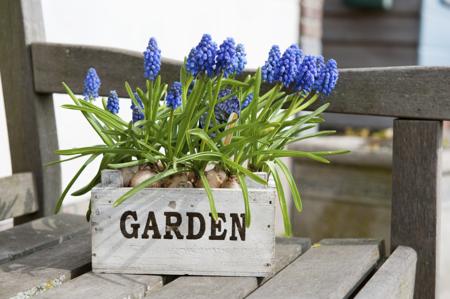 Blue muscari in box