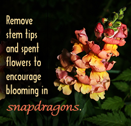 Snapdragon flowers care tips