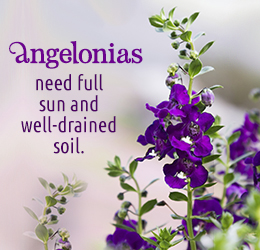 Angelonia plant care tips