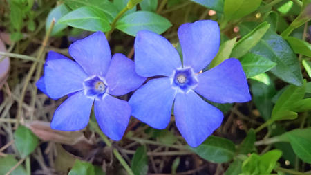 Vinca Minor