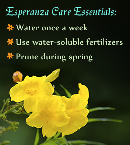 Esperanza plant care tips