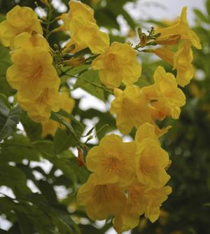 Esperanza yellow flowers