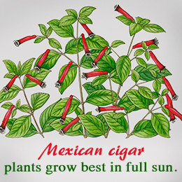 Mexican cigar plants care tip
