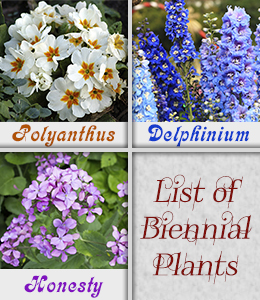 Biennial plants