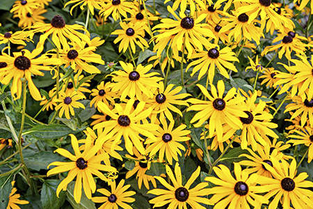 Black-eyed Susan