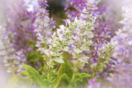 Clary Sage