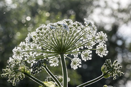 Angelica