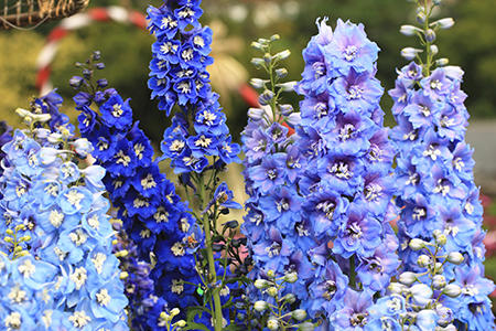 Delphinium