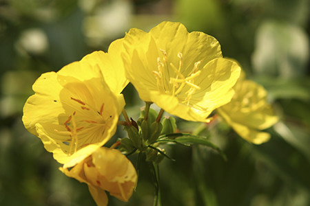 Evening Primrose