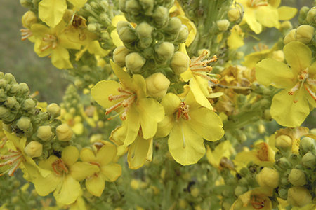 Common Mullein