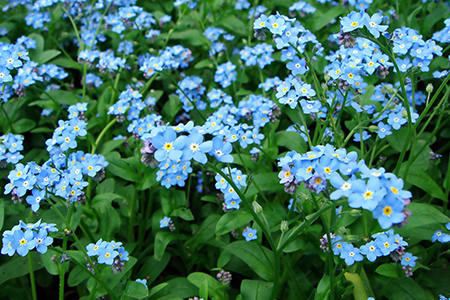 Forget-Me-Not