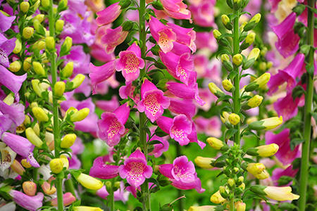 Foxglove