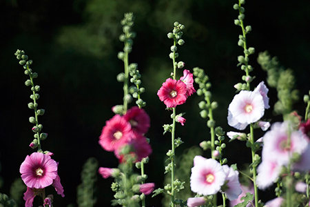 Hollyhock