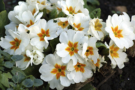 Polyanthus