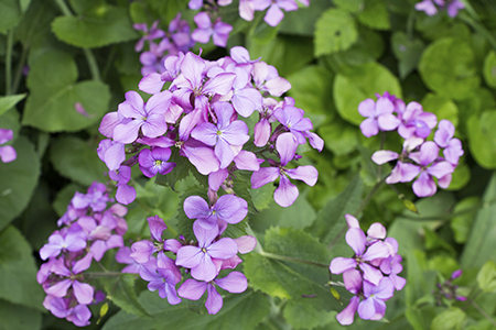 Lunaria