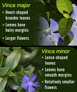 Difference between Vinca major and Vinca minor