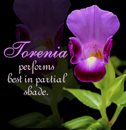 Torenia plant care