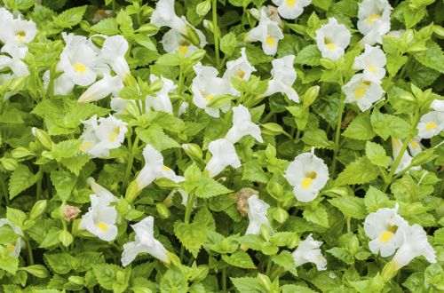 white torenia plants
