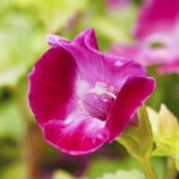 rose torenia