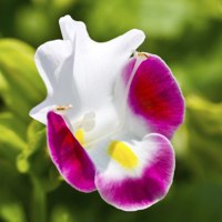 white and rose torenia