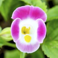 rose torenia with white margins