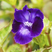violet torenia