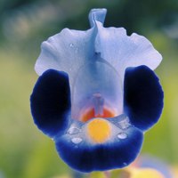 blue torenia