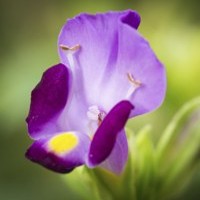 lavender and purple torenia