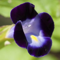 deep purple torenia