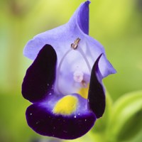 purple torenia