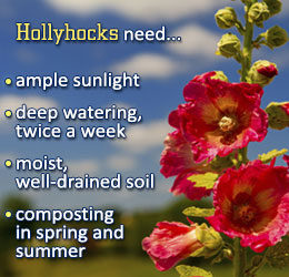 Tips to care for Hollyhock plants