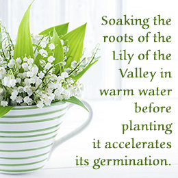 Tip to care for Lily of the Valley plant